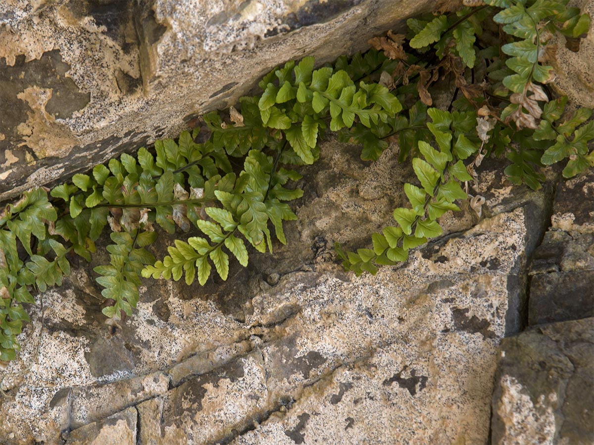 Asplenium marinum